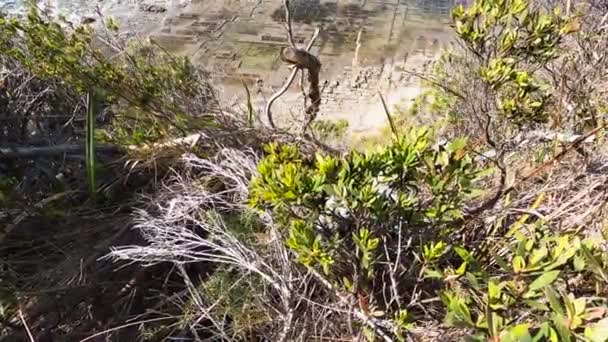 View Tessalated Pavement Eaglehack Neck Tasman Peninsula Tasmania Natural Rock — Stock Video