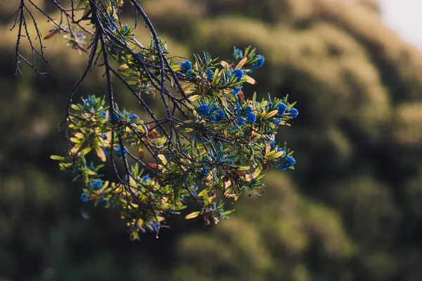 Голубое тихоокеанское дерево "Сеанотус" с цветущими цветами — стоковое фото