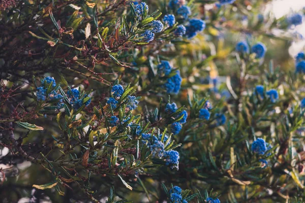 Kék csendes-óceáni "Ceanothus" fa virágzó virágokkal — Stock Fotó