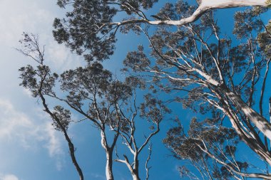 okaliptüs sakız ağacı dalları, zıt mavi gökyüzüne karşı.