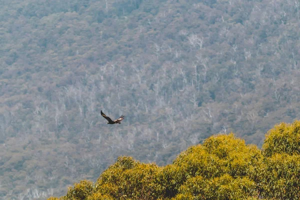 塔斯马尼亚的鹰在空中自由飞翔 — 图库照片