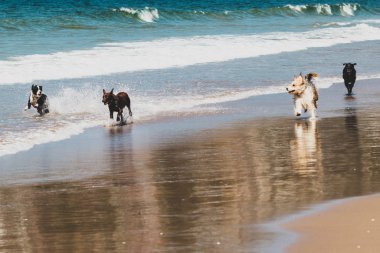 Farklı cinsten 4 köpekten oluşan bir grup birlikte oynuyor ve koşuyor.