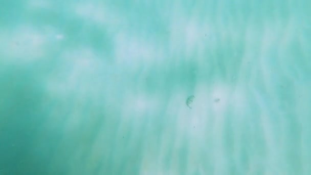 Podvodní Klip Ryb Odpočívající Pak Odplavat Vlnami Bílém Písku Tyrkysové — Stock video