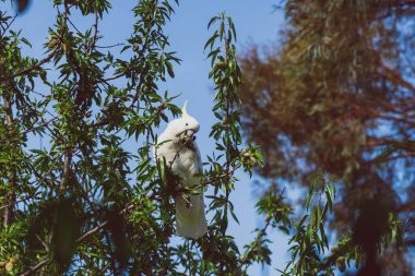 white cockatoo parrot eating fruit from tree branches in a backy