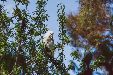 white cockatoo parrot eating fruit from tree branches in a backy