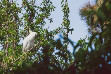 white cockatoo parrot eating fruit from tree branches in a backy