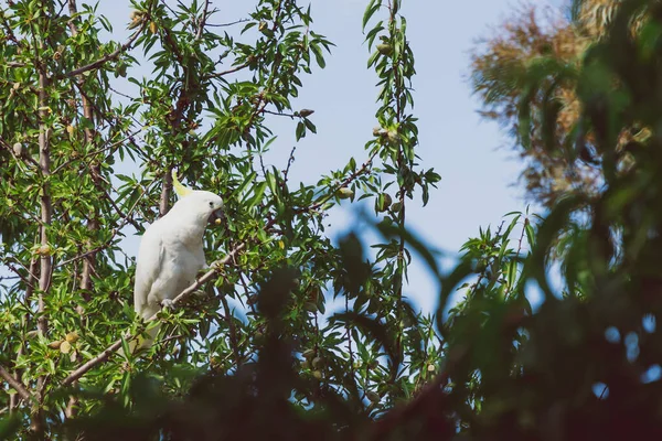 White cockatoo parrot eating fruit from tree branches in a backy — Stok fotoğraf