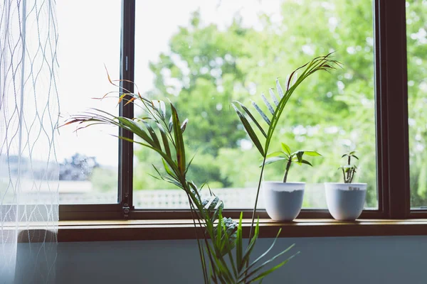 Palm tree and frangipani plants in pots next to a window with ba — Stok fotoğraf