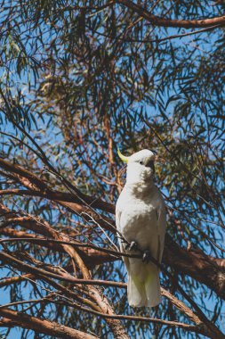 Sülfür armalı kakadu ağaç dallarının tepesinde meyve yiyor. 
