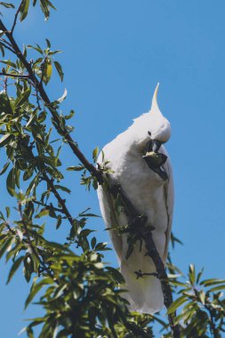 Sülfür armalı kakadu ağaç dallarının tepesinde meyve yiyor. 