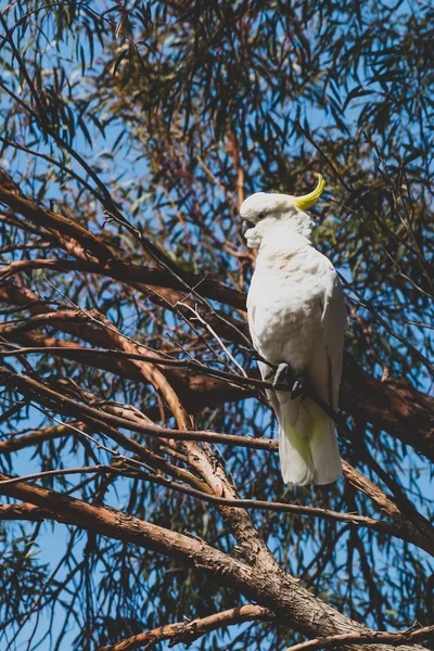 Svavel crested cockatoo på toppen av träd grenar äta frukt — Stockfoto