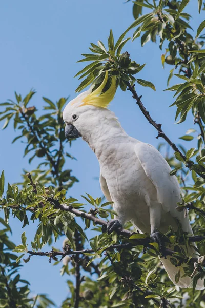 Svavel crested cockatoo på toppen av träd grenar äta frukt — Stockfoto