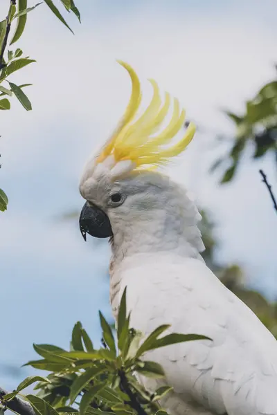 Sulphur crested cockatoo on top of tree branches eating fruits — Stock Photo, Image