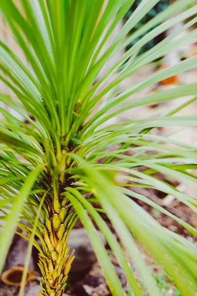 Árbol tropical de aspecto exótico cordyline similar a una palmera ou — Foto de Stock