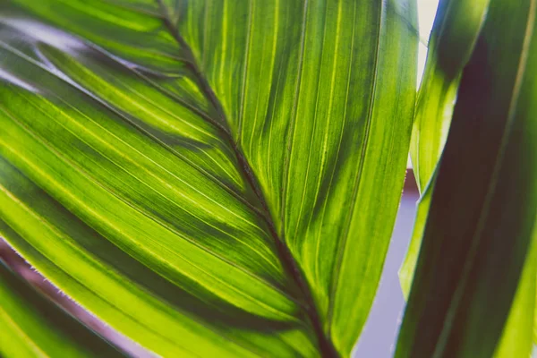 İçerideki palmiye ağacının penceresinin ışığı perdede parlıyor. — Stok fotoğraf
