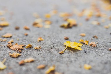 Çimentodaki akçaağaç yapraklarının sarı tonlarıyla düşmüş.