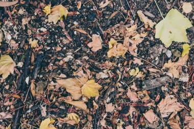 Yere yığılmış kahverengi renkli ölü yapraklar.