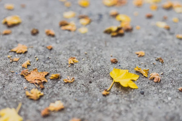 Fallna blad med gula toner från ett lönnträd på betong — Stockfoto