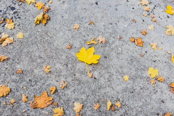 Fallna blad med gula toner från ett lönnträd på betong — Stockfoto