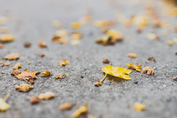 Çimentodaki akçaağaç yapraklarının sarı tonlarıyla düşmüş. — Stok fotoğraf