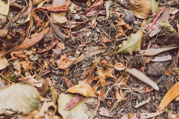 Döda blad fallna med bruna färger stapla upp på marken — Stockfoto