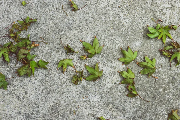 Fallen leaves from a maple tree with green tones on concrete — Stock Photo, Image