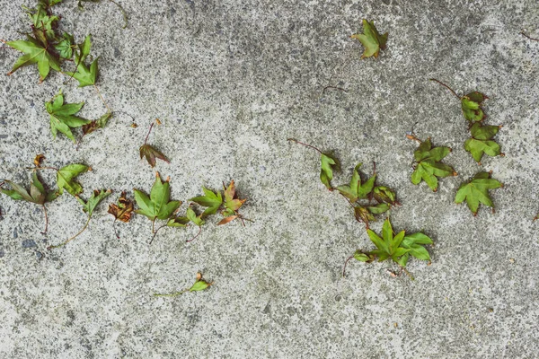 Hojas caídas de un árbol de arce con tonos verdes sobre hormigón —  Fotos de Stock