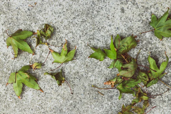 Lehullott levelek egy juharfáról zöld tónusokkal a betonon — Stock Fotó