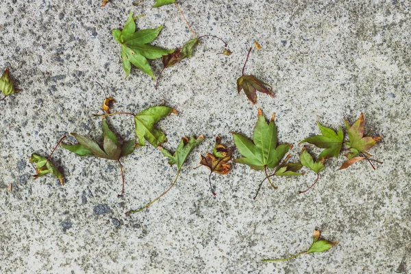 Hojas caídas de un árbol de arce con tonos verdes sobre hormigón — Foto de Stock