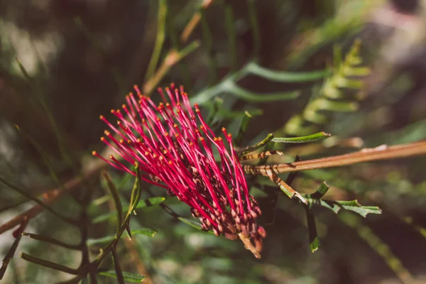 Native Australian Red Hooks Grevillea Plant Red Flower Shot Shallow — Stock Photo, Image