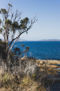 Karanlık çökmeden önce güneşli bir yaz günü Blackman Körfezi 'nde denizin önündeki okaliptüs sakız ağaçları Hobart kenti yakınlarındaki en popüler plajlardan biridir.