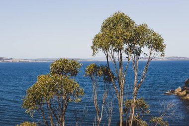 Karanlık çökmeden önce güneşli bir yaz günü Blackman Körfezi 'nde denizin önündeki okaliptüs sakız ağaçları Hobart kenti yakınlarındaki en popüler plajlardan biridir.