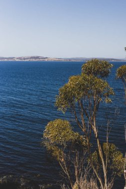Karanlık çökmeden önce güneşli bir yaz günü Blackman Körfezi 'nde denizin önündeki okaliptüs sakız ağaçları Hobart kenti yakınlarındaki en popüler plajlardan biridir.