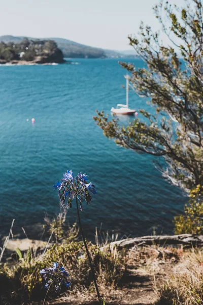 Agapanthus Plant Purple Flowers Front Sea Blackman Bay Sunny Summer — Stock Photo, Image
