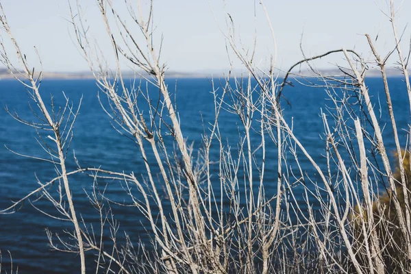 Rami Alberi Nudi Fronte Mare Blackman Bay Una Giornata Estiva — Foto Stock