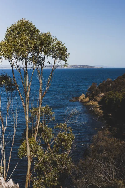 Pohon Karet Eukaliptus Depan Laut Teluk Blackman Pada Hari Musim — Stok Foto