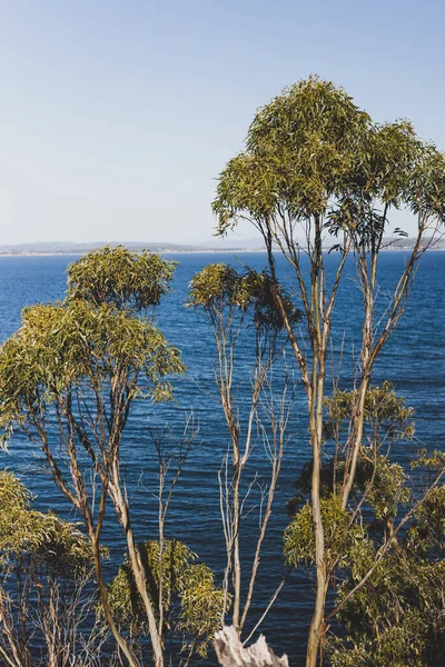 Eucalyptus Kauwgom Bomen Voorkant Van Zee Bij Blackman Bay Een — Stockfoto