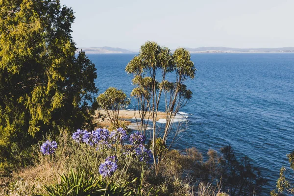 Pohon Karet Eukaliptus Depan Laut Teluk Blackman Pada Hari Musim — Stok Foto