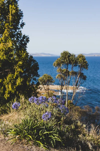 Eucalyptus Kauwgom Bomen Voorkant Van Zee Bij Blackman Bay Een — Stockfoto