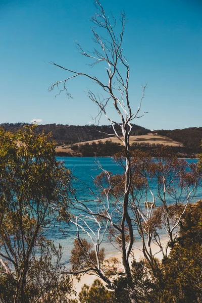 Vilda Tasmanska Landskap Och Orörda Turkosa Vatten Derwent River Sett — Stockfoto
