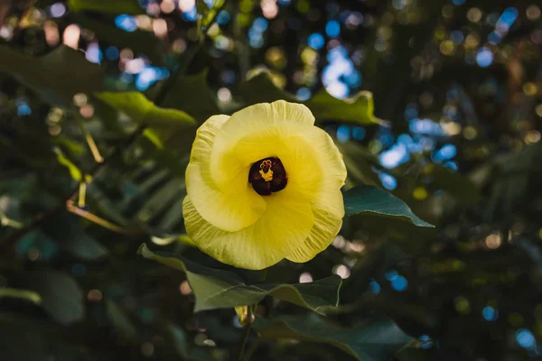 native Australian yellow hibiscus flower shot outdoor under strong sunshine in Western Australia