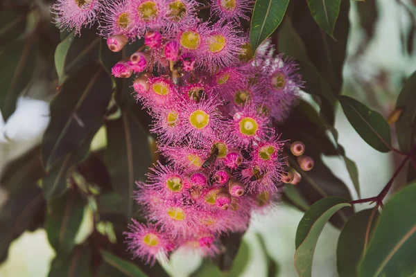 pink flowering gum eucalyptus tree with flowers shot outdoor under strong sunshine in Western Australia