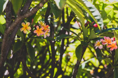 Pembe frangipani ya da plumeria ağacı Batı Avustralya 'da güçlü güneş ışığı altında çekilir.