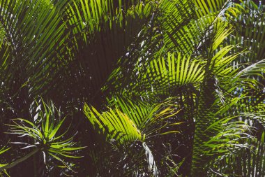 Yapraklarında güneş parıldayan tropikal palmiye ağaçları Batı Avustralya 'da güçlü güneş ışığı altında açılır.