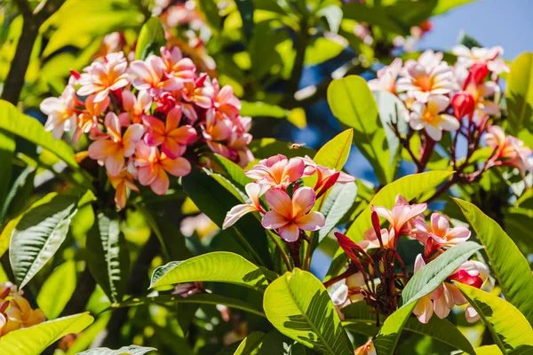 澳大利亚西部 在强烈的阳光下 粉色的水仙花或水仙花在户外绽放 — 图库照片