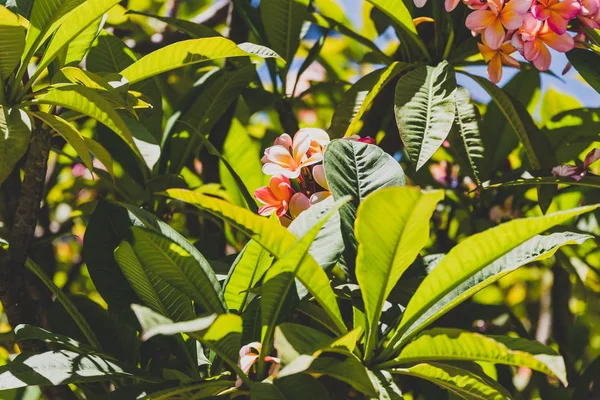 Pembe frangipani ya da plumeria ağacı Batı Avustralya 'da güçlü güneş ışığı altında çekilir.