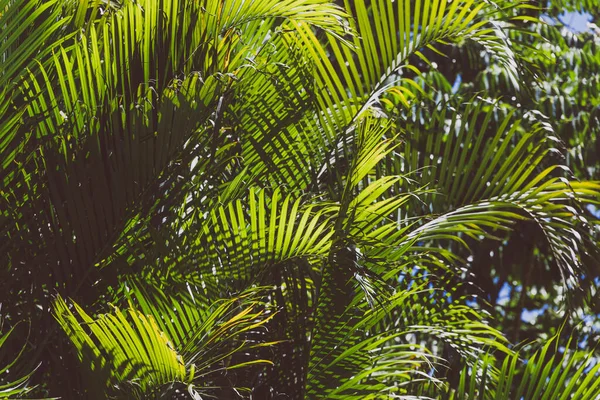 Palmeras Tropicales Con Sol Brillando Través Sus Hojas Disparadas Aire — Foto de Stock