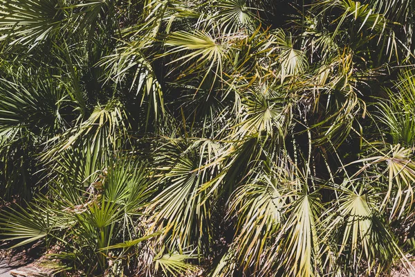 Пышные Тропические Листья Пальмы Открытом Воздухе Сильным Солнцем Западной Австралии — стоковое фото