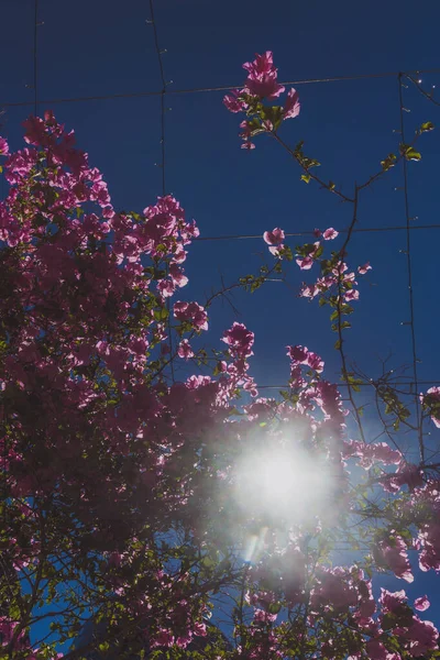 lush pink flowery bougainvillea climber plant shot outdoor under strong sunshine in Western Australia