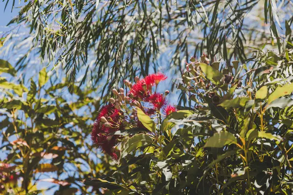 유칼립투스 나무와 분홍빛 오스트레일리아 서부의 옥외에서 피어나는 — 스톡 사진